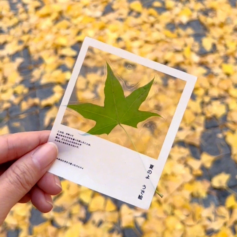 天然枫叶脉络书签材料 透明压花标本DIY套组 古典中国风植物标本