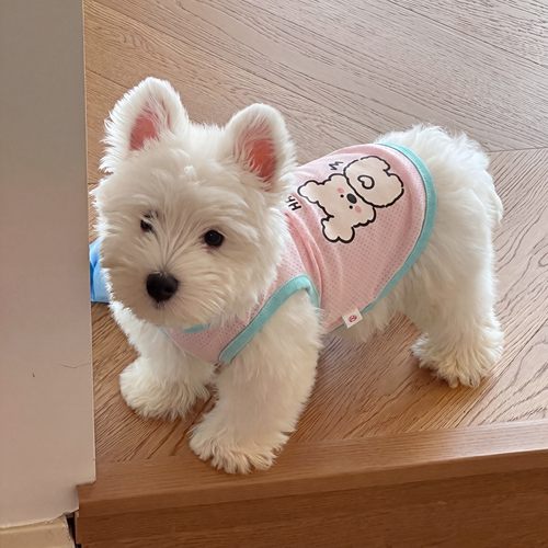 狗狗凉凉衣宠物衣服比熊雪纳瑞柯基薄款小型犬夏猫咪衣服防掉毛