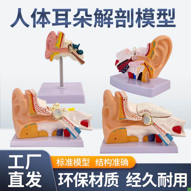耳模型桌上型耳解剖模型外中内耳部D听觉系统器官耳朵构造教学医
