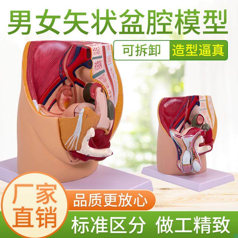 男女性盆腔矢状解剖n模型女性生殖器官模型男女性生殖系统子宫模