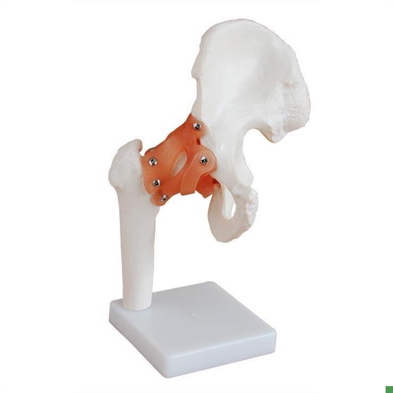 厂家直销a自然大髋关节模型带韧带人体骨骼髋关节模型