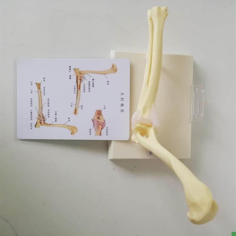 狗肘关节模型狗骨架动物模型宠物兽医教学医用V医学模型优惠