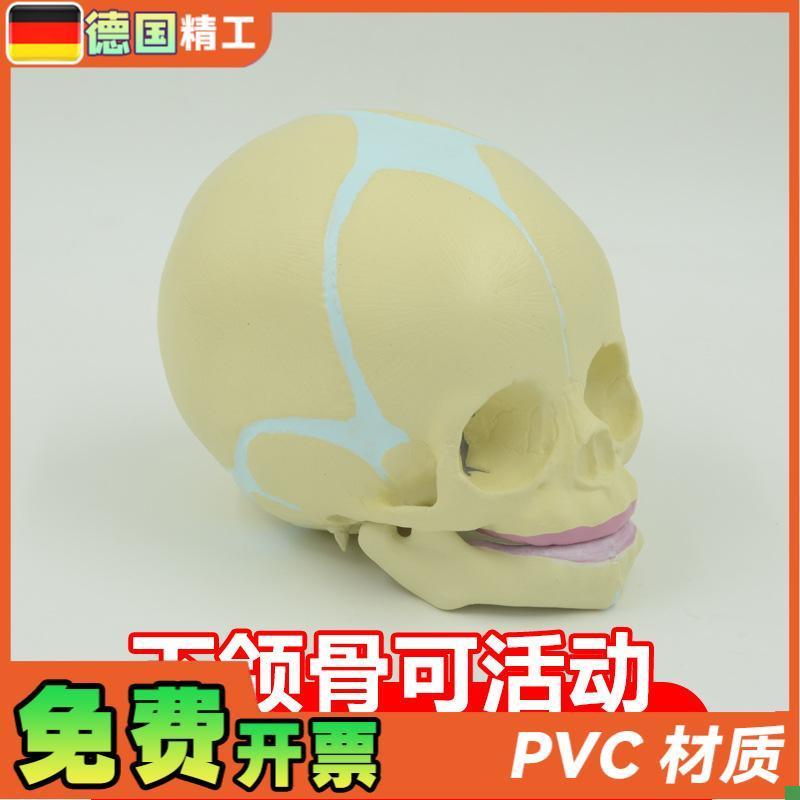 德国】婴儿头骨模型宝宝头颅骨教具演示下颌骨R人体骨骼解剖教学