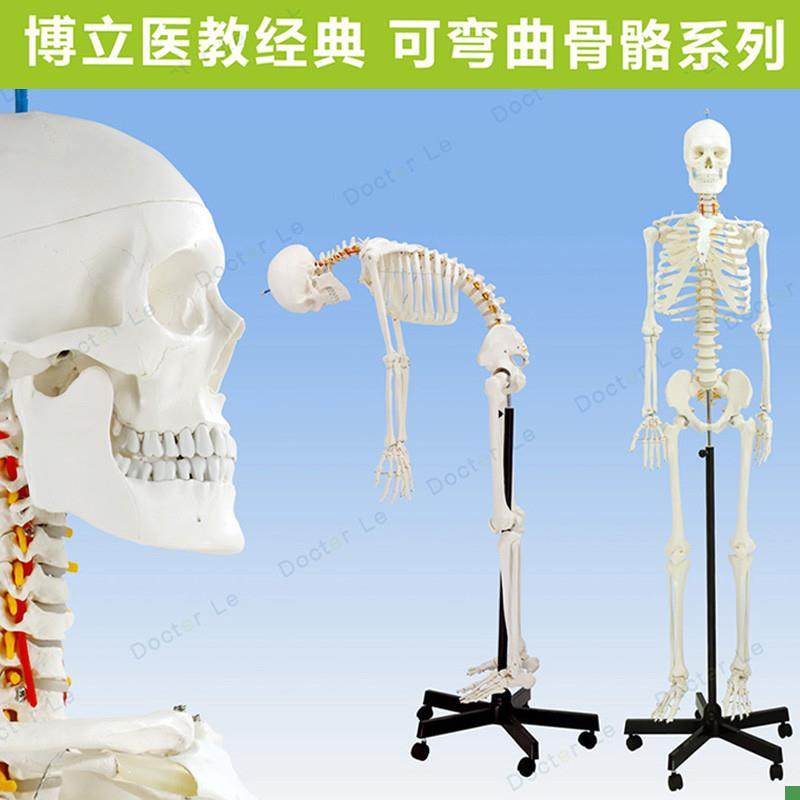 专业17a0cm人体骨骼骨型可活动教学模型骨架模型可拆卸正骨瑜伽