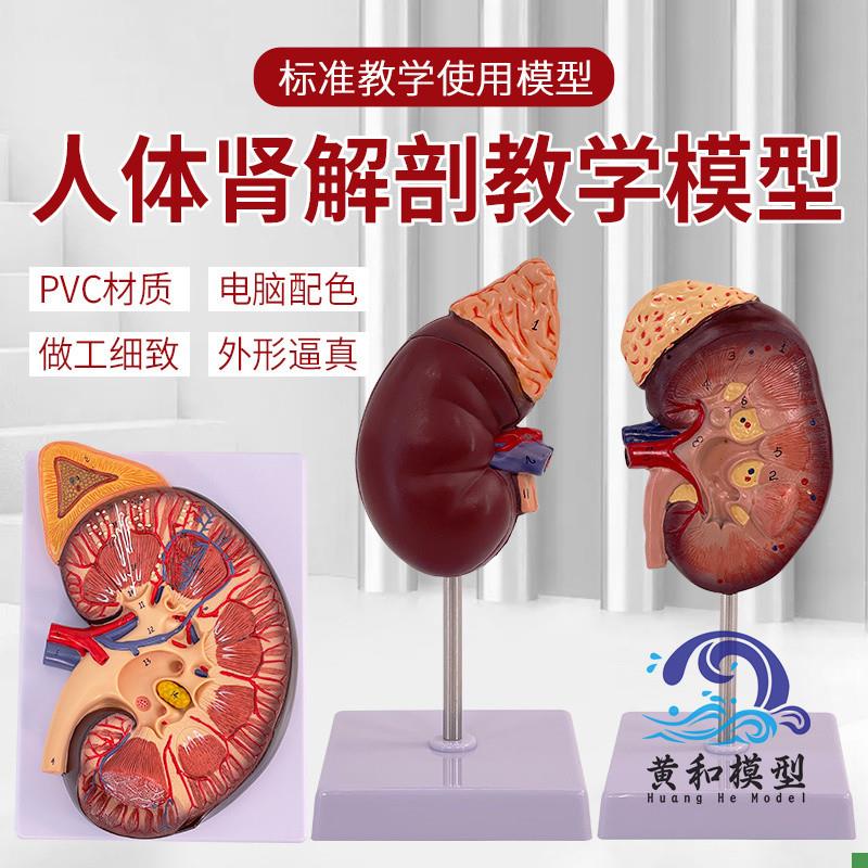 自然大肾解d剖附肾上腺2倍放大肾病变肾脏内脏器官人体肾脏模型