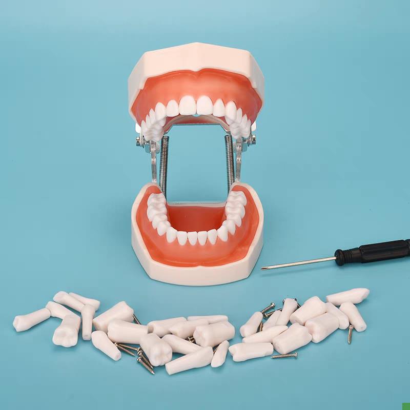 牙科材料树脂V牙口腔模型种植离体粒备牙模型根管排龈开髓模型包