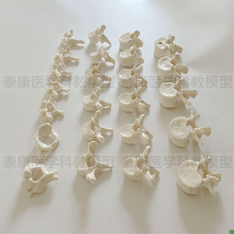 脊椎模型7节颈椎1l2节胸5节腰椎散骨盲人按摩正骨中医脊骨瑜伽教