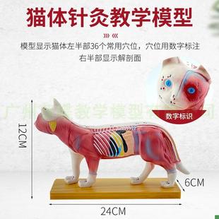 猫体针灸模型兽医学习动物解剖模型宠物模S型动物针灸模型