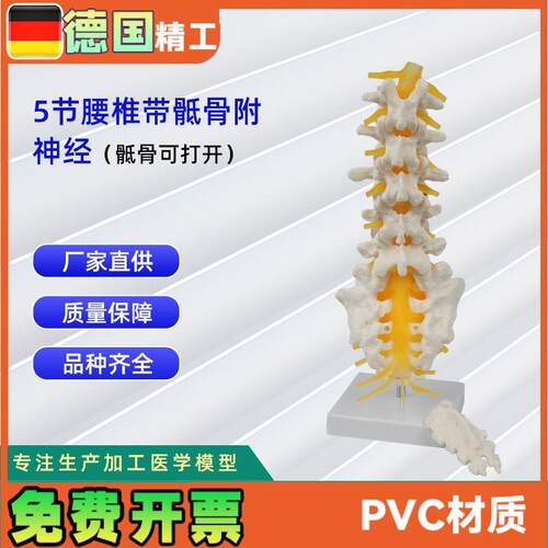 5节腰椎带骶k骨打开附神经模型骨科教学模型教具