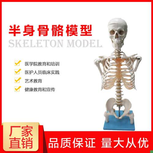 半身人体骨骼模型骨架模型解剖学艺术教学演示医U学科研骨骼模型