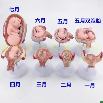 妊娠胚胎发育模型 计划生育模型 D妊娠胚胎发育过程模型(8件/套
