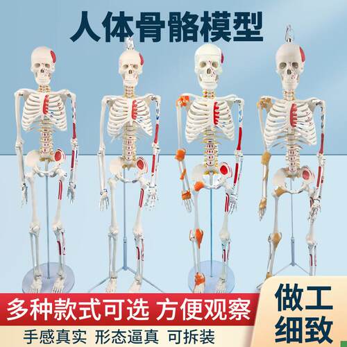 成人体肌肉骨骼结构全身解剖骨架模型可I拆卸医用脊椎小白骷髅教
