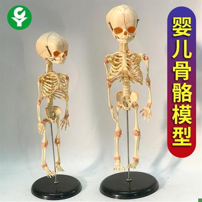 婴儿骷髅模型骨骼骨架人u骨模型素描人体教学医用教仪厂家直