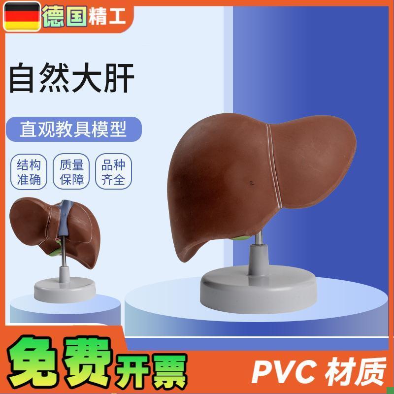 德国】自然大f肝自然大医学教学模型人体解剖模型肝胰解剖模