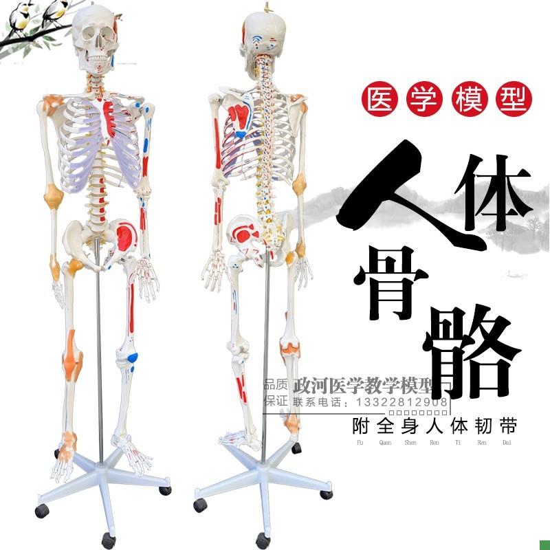 正品医用人体170CM骨骼附肌肉标识韧带骨骼骨架U模型人体关节标本