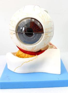 ENOVO颐诺医学人体眼球构造放大模型眼晴解剖R模型五官科眼科教学