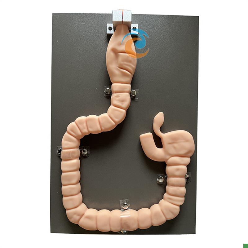 乙状结肠镜检查模型肠镜u检查演示训练教学模型自然大肠镜模型