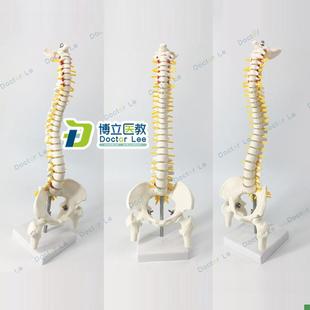 人体脊柱模型45cm成人正骨练习脊椎模型颈N椎腰椎人体骨骼骨架模