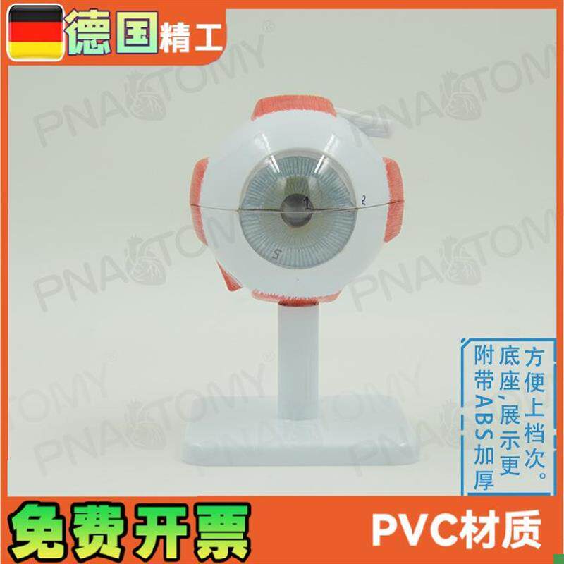 德国精工】眼球模型可拆放大眼科教学eHye瞳孔虹膜晶状体医院礼品