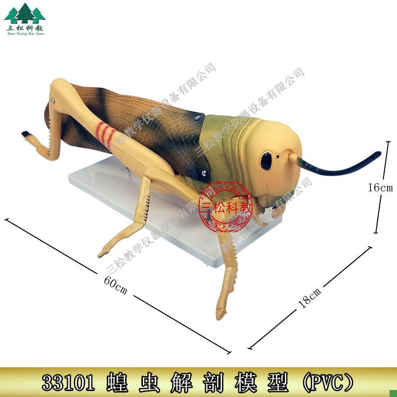 蝗虫解剖放大模型昆虫模H型可拆卸初中高中生物教学演示模型
