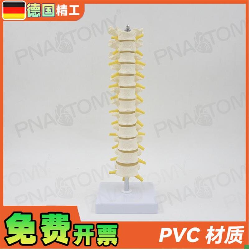 德国】11人体胸椎模型脊椎腰椎颈椎I胸椎正骨骨科骨骼模型医学