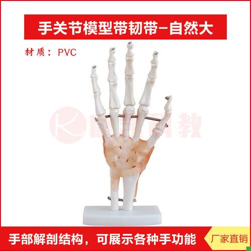 手骨模型b手模型关节手部骨骼结构手掌骨骼腕关节附韧带构造教学