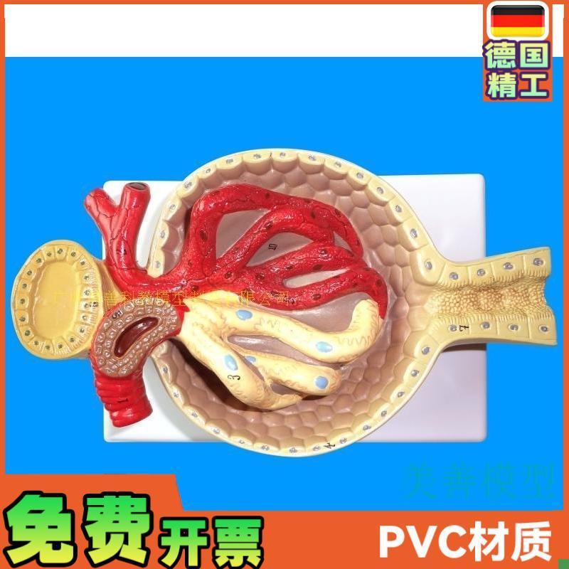 肾小球模型肾脏模型毛细血A管肾解剖模型教学教具医学特惠