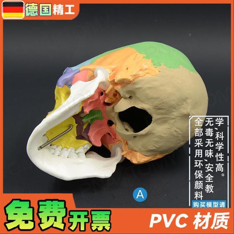 德国】成人彩色人体头颅u骨模型拼装仿真骷髅头骨教学美院美术牙