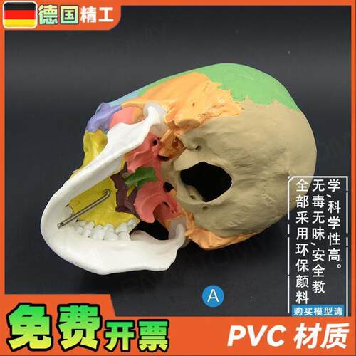 德国】成人彩色人体头颅u骨模型拼装仿真骷髅头骨教学美院美术牙