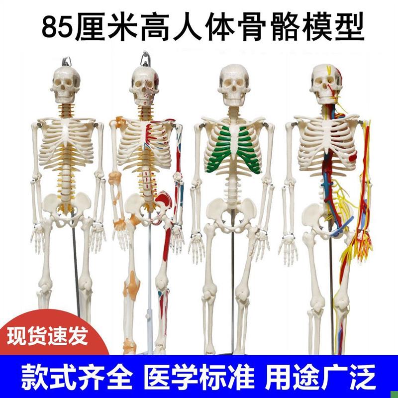 人体骨骼模型85厘米仿真骨架肌肉韧带四肢L关节手脚健身医用瑜伽