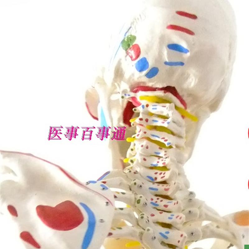 人体骨骼模型带脊l柱神经椎间盘肩膝关节韧带及肌肉着色170cm