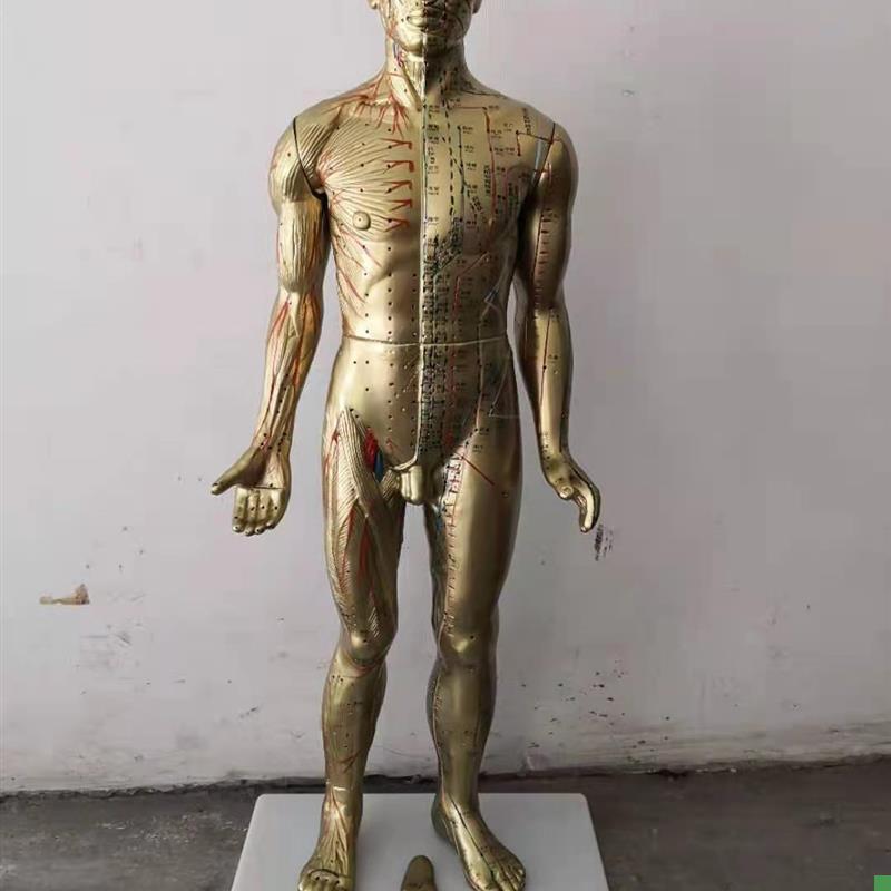 85CM人体针s灸模型中医经络穴位模