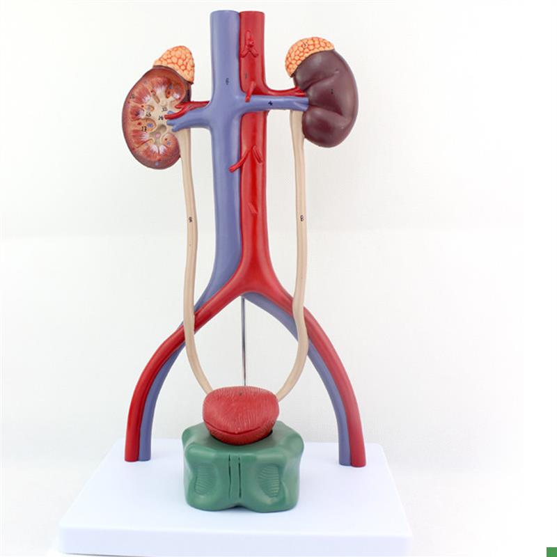 ENOVO颐诺人体泌尿系统模型肾输尿管膀胱尿道解剖W模型医学泌尿科