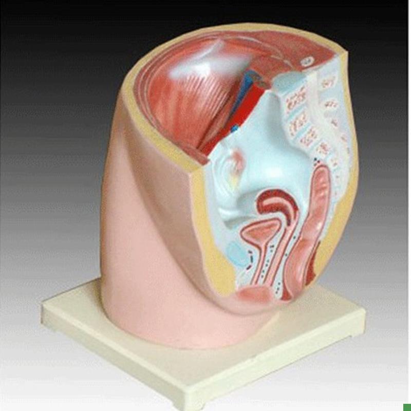 女性盆腔正d中矢状解剖(2件)人体医学用教学标本模型