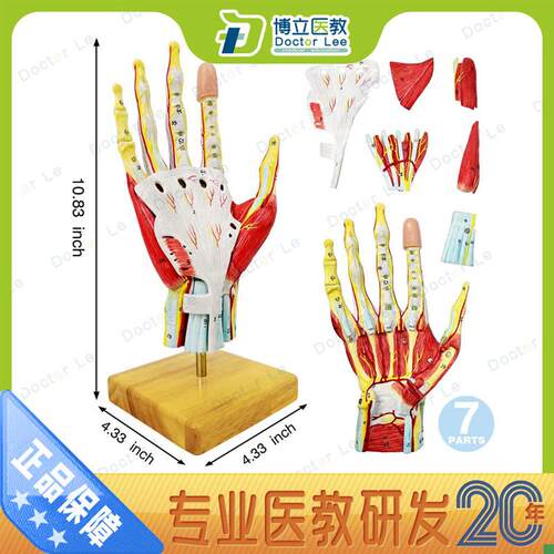 医学手掌局部解剖神经血管模x型手关节局手足外科手部微创模型教