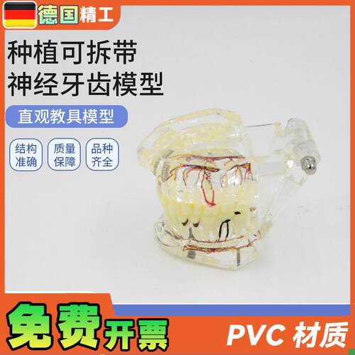 德国】PNT-OR16口腔牙科种植可拆带神经牙齿模型U可拆卸口腔修复