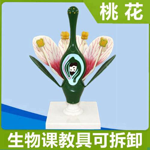 桃花放大模型可拆卸子房解剖双y子叶植物花初高中生物教具园艺观