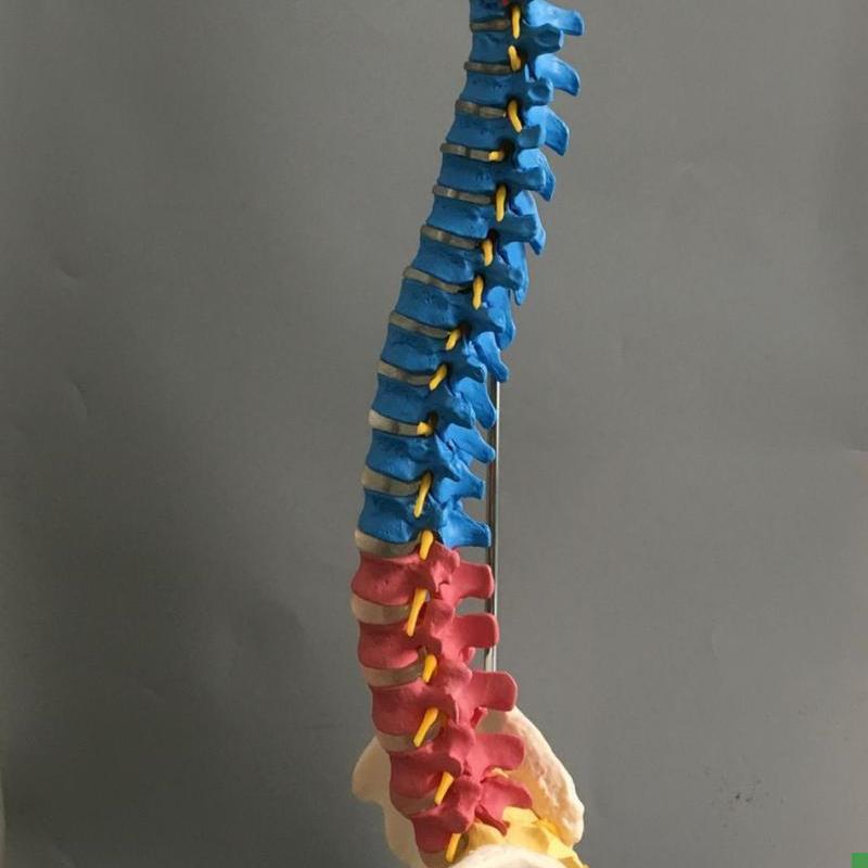 医用彩色椎体f人体脊柱模型人体骨骼模型大脊椎成人1:1带胸椎骨盆