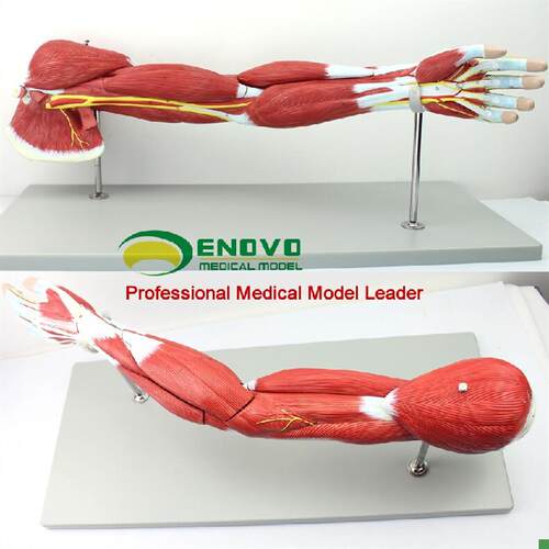 ENOVO医学人体上肢肌肉解剖模型手臂神经血管动静W脉结构胳膊肌肉