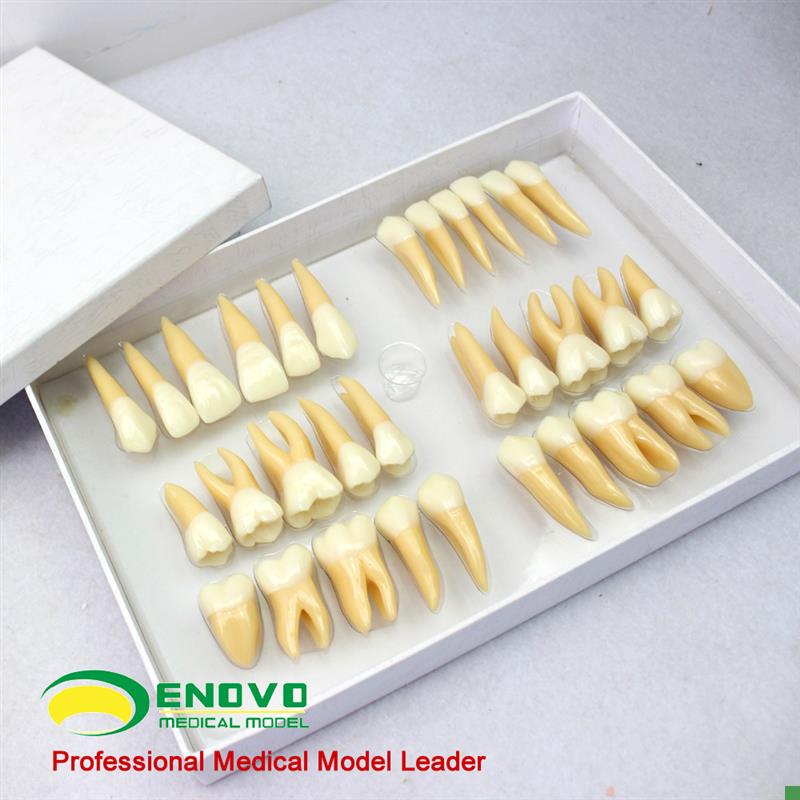 ENOVO颐g诺2.5倍牙体形态模型雕牙指导口腔齿科教具牙齿模型齿