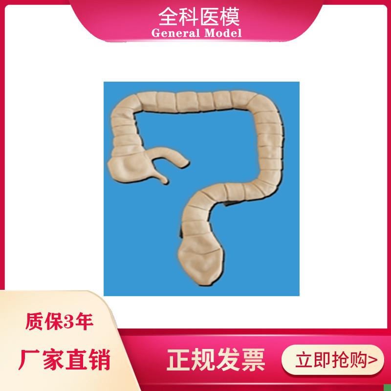 乙状结肠镜检查模型大肠肠道病理检查Q模型教学示教模具