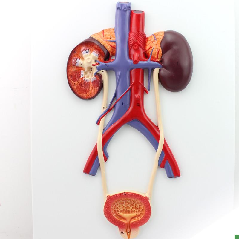 ENOVO颐诺人体泌尿系统模x型输尿管膀胱尿道模型肾解剖模型医学泌
