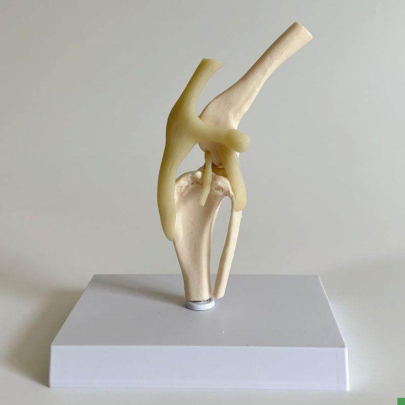 犬膝关节模型真实倒模仿真塑胶骨头后肢髌骨韧带活动狗.骨骼后腿