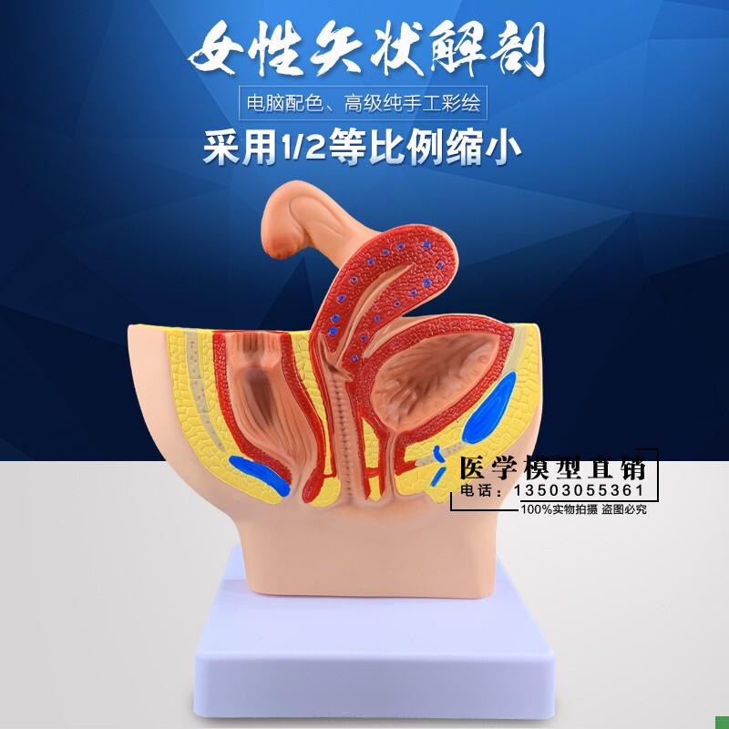 女性盆腔系统生殖系统s输卵管膀胱阴道直肠模型盆腔矢状解剖