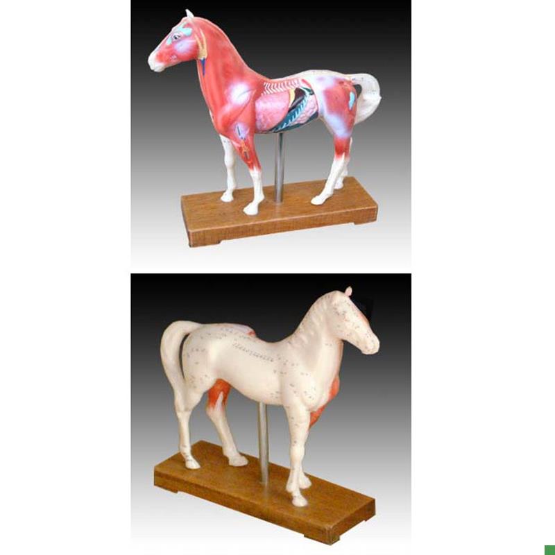 中医用马体f针灸模型教学经络穴位训练示教模具标本橡皮