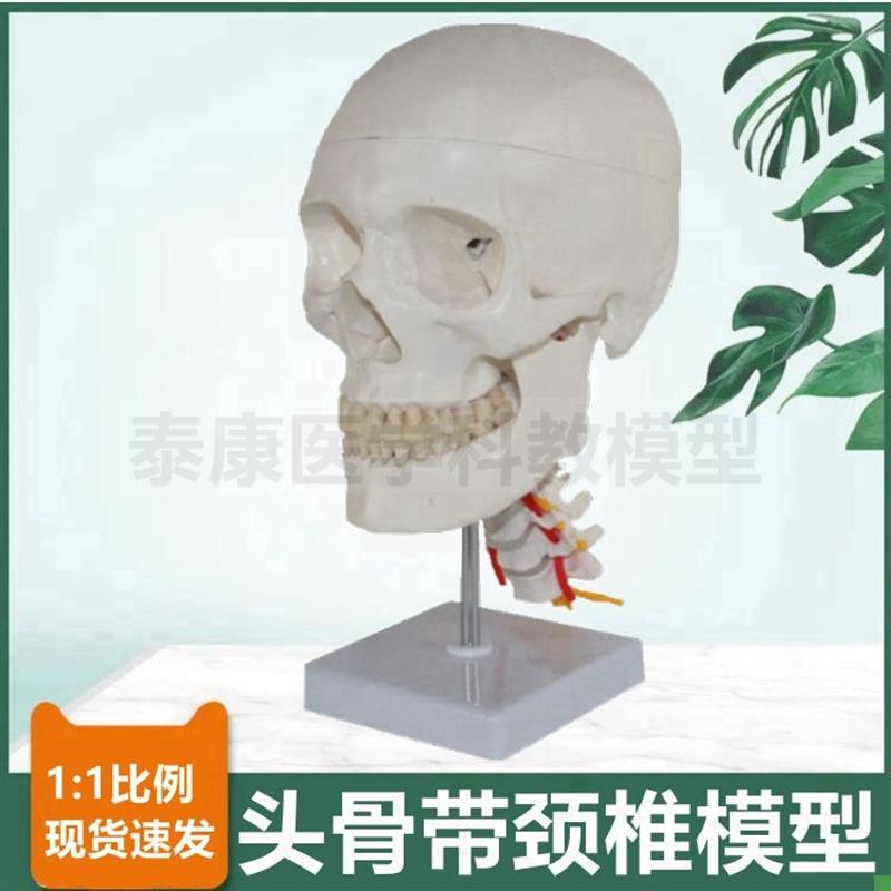 人体头骨模型颅骨结构口腔牙齿下颌骨枕骨颈O椎血管神经素描医用