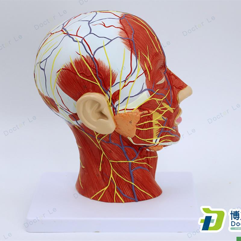 头部矢状切面附血管神经模w型医学整形美容面部神经血管结构