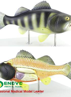 ENOVO正品鱼解剖模型水u产养殖专业科学教学实验模型生物动物模型