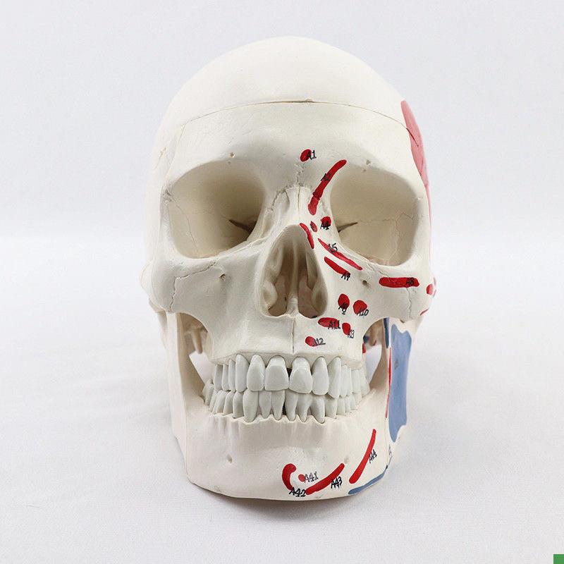 瑞泰医用模型g颅骨模具头骨肌肉起止点面部微整形素描艺考牙科口