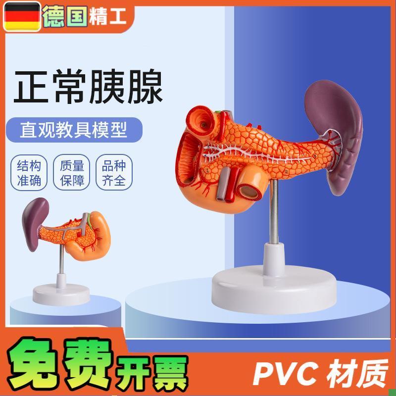 德国】脾胰十二指肠胰脾胆十z二指肠模型人体内脏解剖模型教